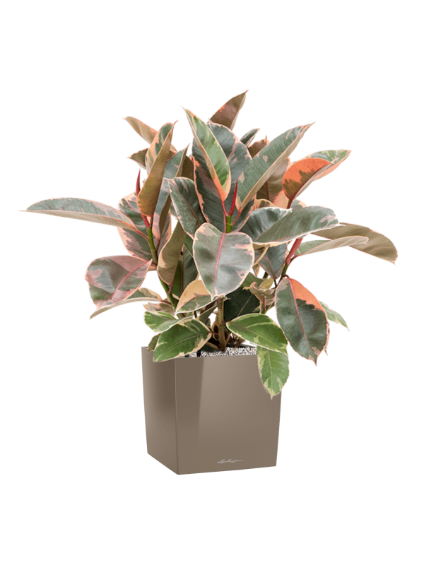 Ansamblu L30xW30xH81cm cu planta naturala Ficus elastica 'Belize' in ghiveci Lechuza Cube Premium all inclusive set cu granule decorative