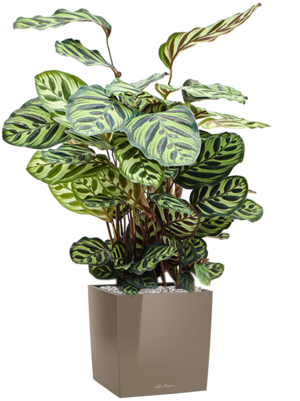 Ansamblu L30xW30xH94cm cu planta naturala Calathea makoyana in ghiveci Lechuza Cube Premium all inclusive set cu granule decorative