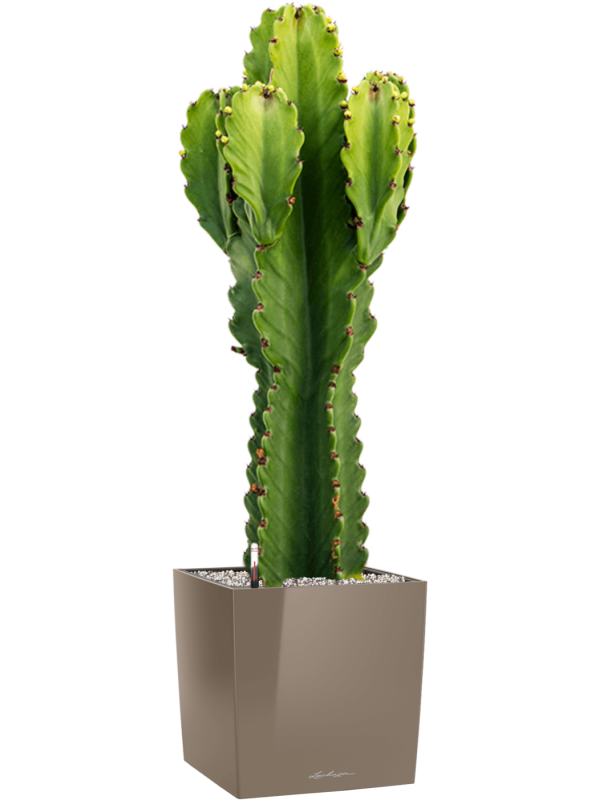 Ansamblu L30xW30xH95cm cu planta naturala Euphorbia ingens in ghiveci Lechuza Cube Premium all inclusive set cu granule decorative