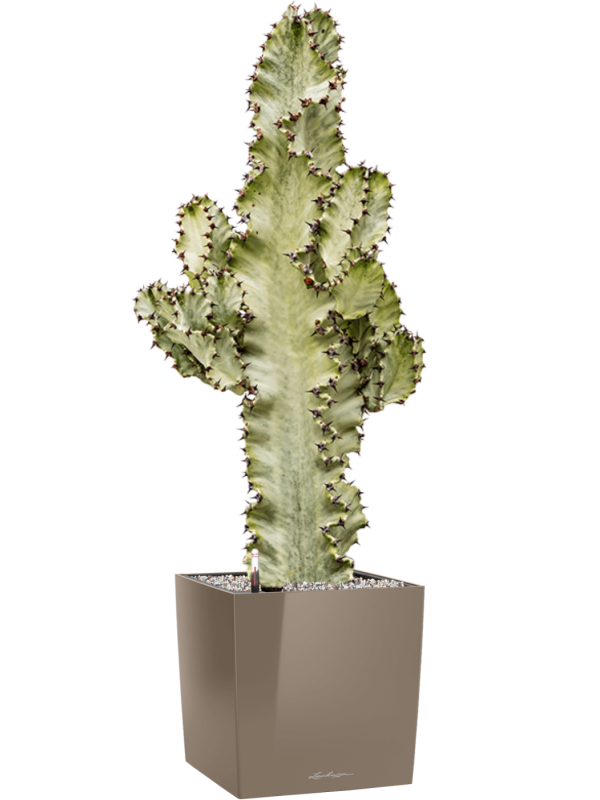 Ansamblu L30xW30xH95cm cu planta naturala Euphorbia ingens marmorata in ghiveci Lechuza Cube Premium all inclusive set cu granule decorative