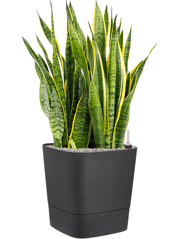 Ansamblu L38xW38xH97cm cu planta naturala Sansevieria trifasciata 'Laurentii' in ghiveci Greensense Aqua Care all inclusive set cu granule decorative