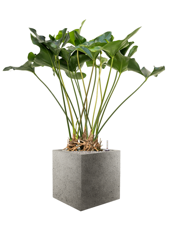 Ansamblu L40xW40xH122cm cu planta naturala Anthurium 'Arrow' in ghiveci Grigio all inclusive set cu granule decorative