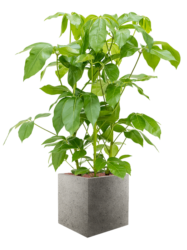 Ansamblu L40xW40xH137cm cu planta naturala Schefflera actinophylla 'Amate' in ghiveci Grigio all inclusive set cu granule decorative