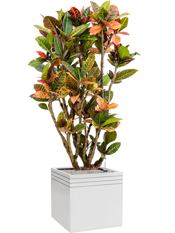 Ansamblu L48xW48xH164cm cu planta naturala Croton (Codiaeum) variegatum 'Petra' in ghiveci Baq Line-Up all inclusive set cu granule decorative