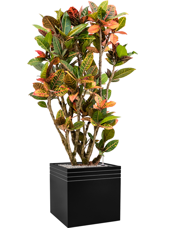 Ansamblu L48xW48xH165cm cu planta naturala Croton (Codiaeum) variegatum 'Petra' in ghiveci Baq Line-Up all inclusive set cu granule decorative