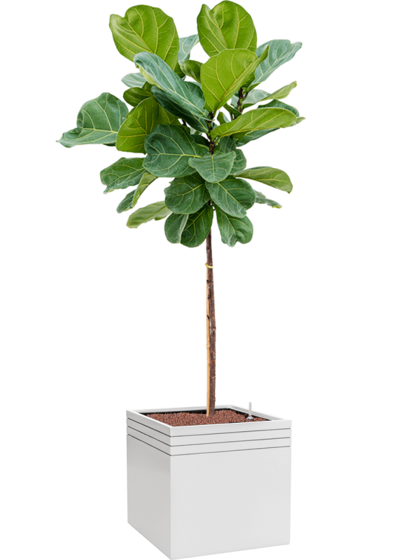 Ansamblu L48xW48xH172cm cu planta naturala Ficus lyrata in ghiveci Baq Line-Up all inclusive set cu granule decorative