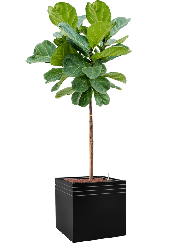 Ansamblu L48xW48xH173cm cu planta naturala Ficus lyrata in ghiveci Baq Line-Up all inclusive set cu granule decorative