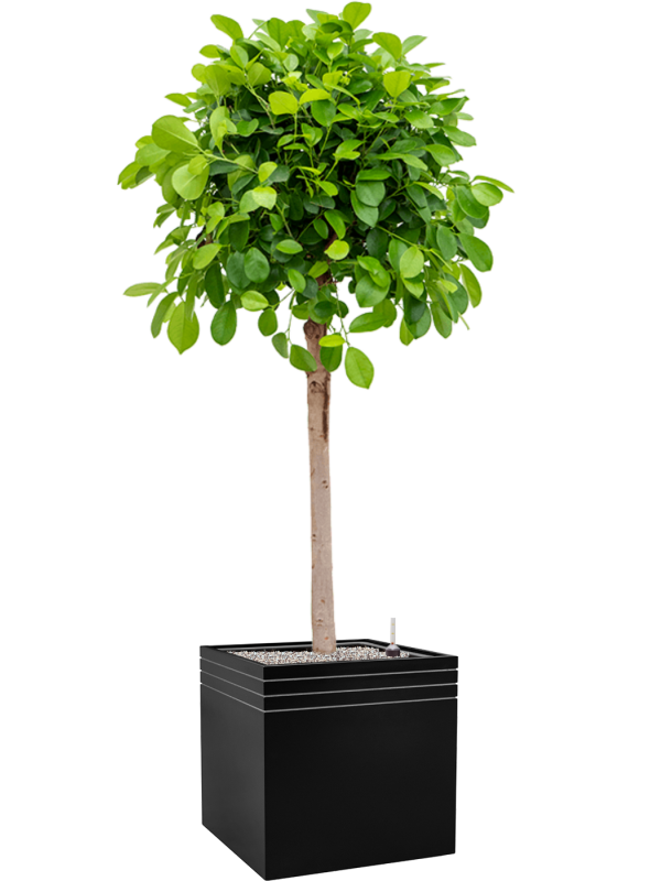 Ansamblu L48xW48xH174cm cu planta naturala Ficus microcarpa 'Moclame' in ghiveci Baq Line-Up all inclusive set cu granule decorative