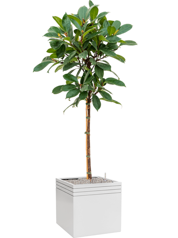 Ansamblu L48xW48xH183cm cu planta naturala Ficus cyathistipula in ghiveci Baq Line-Up all inclusive set cu granule decorative