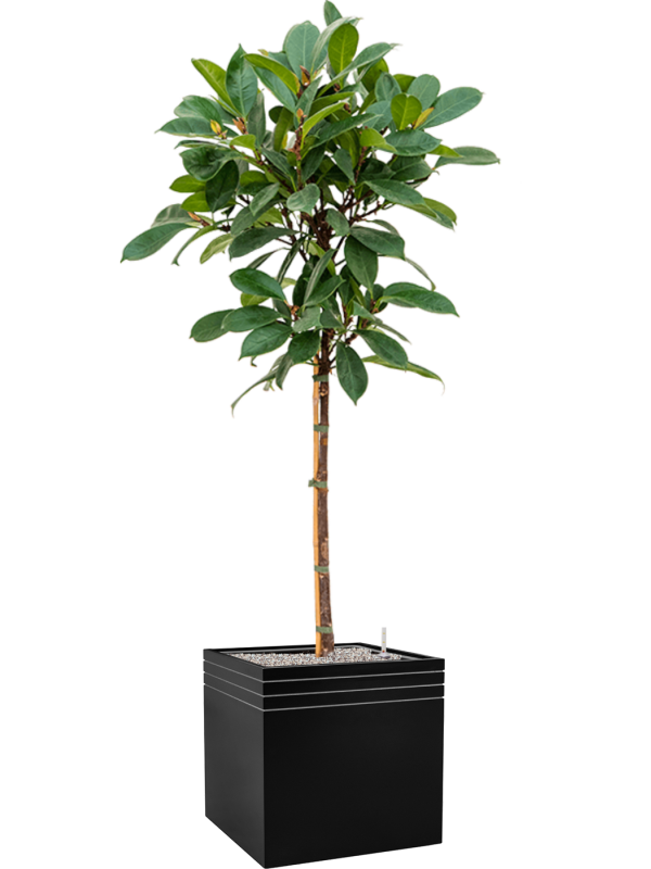 Ansamblu L48xW48xH184cm cu planta naturala Ficus cyathistipula in ghiveci Baq Line-Up all inclusive set cu granule decorative