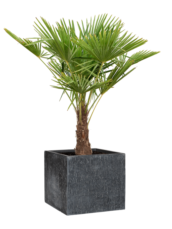 Ansamblu L50xW50xH137cm cu planta naturala Trachycarpus fortunei (120-150) in ghiveci Baq Raindrop all inclusive set cu granule decorative