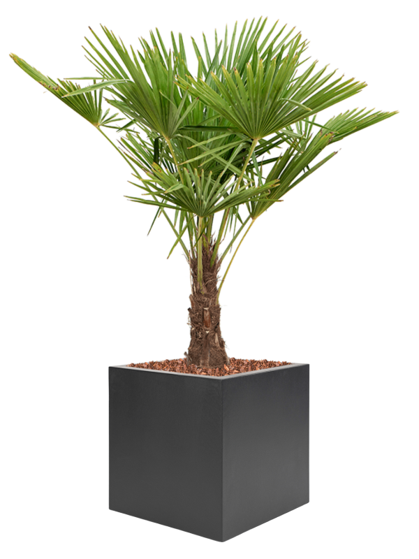 Ansamblu L50xW50xH141cm cu planta naturala Trachycarpus fortunei (120-150) in ghiveci Stretto all inclusive set cu granule decorative