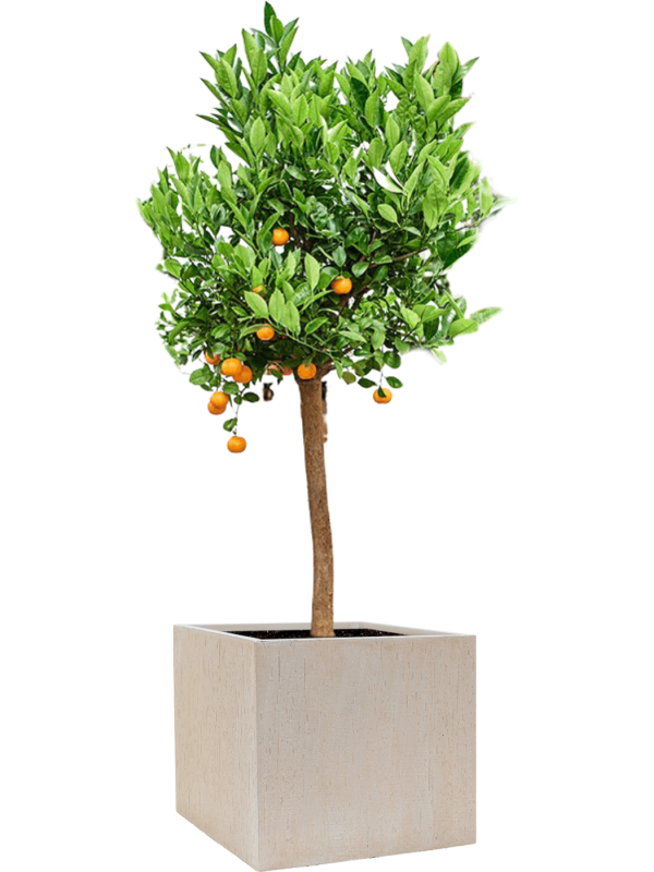 Ansamblu L50xW50xH158cm cu planta naturala Citrus (Citrofortunella) calamondin in ghiveci Baq Raindrop all inclusive set cu granule decorative