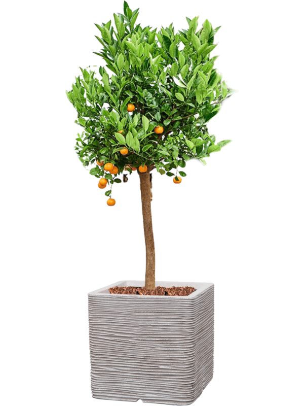 Ansamblu L50xW50xH160cm cu planta naturala Citrus (Citrofortunella) calamondin in ghiveci Capi Nature Rib NL all inclusive set cu granule decorative