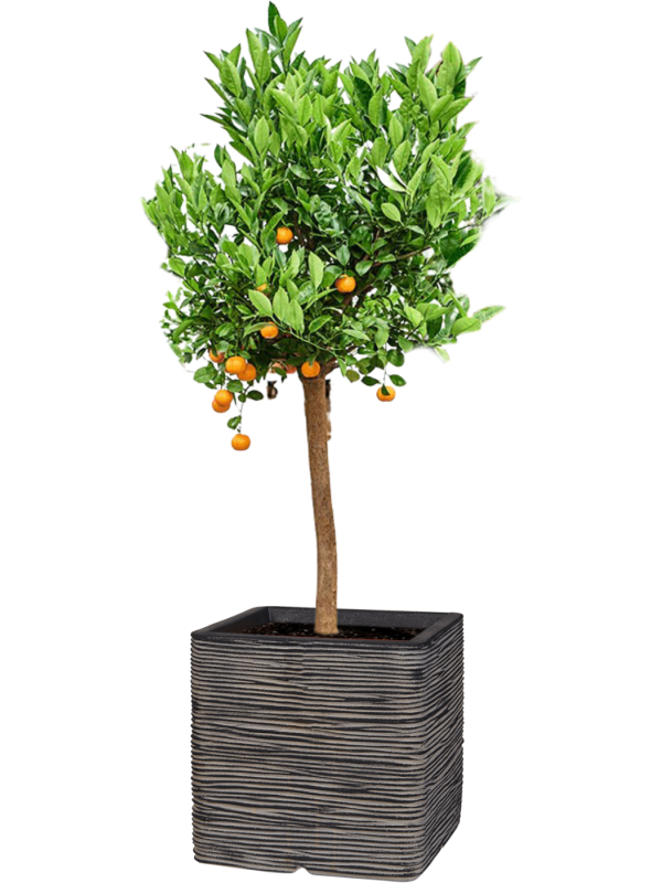 Ansamblu L50xW50xH160cm cu planta naturala Citrus (Citrofortunella) calamondin in ghiveci Capi Nature Rib NL all inclusive set cu granule decorative