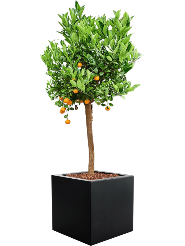 Ansamblu L50xW50xH161cm cu planta naturala Citrus (Citrofortunella) calamondin in ghiveci Argento all inclusive set cu granule decorative