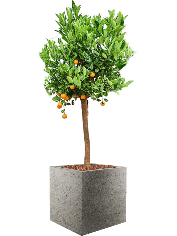 Ansamblu L50xW50xH162cm cu planta naturala Citrus (Citrofortunella) calamondin in ghiveci Grigio all inclusive set cu granule decorative