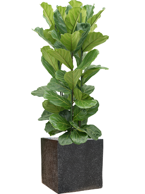 Ansamblu L50xW50xH169cm cu planta naturala Ficus lyrata in ghiveci Baq Terrazzo all inclusive set cu granule decorative