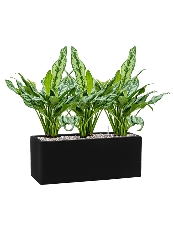 Ansamblu L50xW50xH51cm cu planta naturala Aglaonema 'Miss Julliette' in ghiveci Fiberstone all inclusive set cu granule decorative