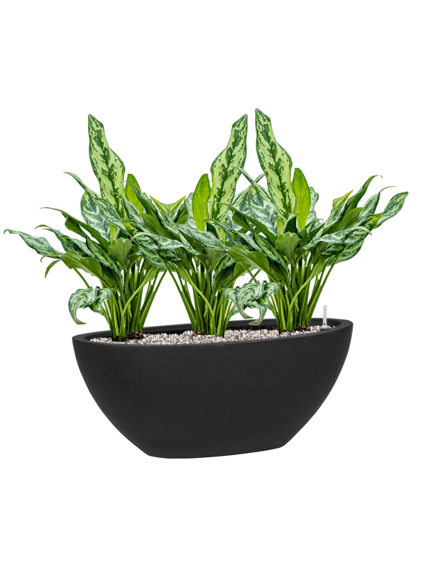 Ansamblu L53xW53xH52cm cu planta naturala Aglaonema 'Miss Julliette' in ghiveci Fiberstone all inclusive set cu granule decorative