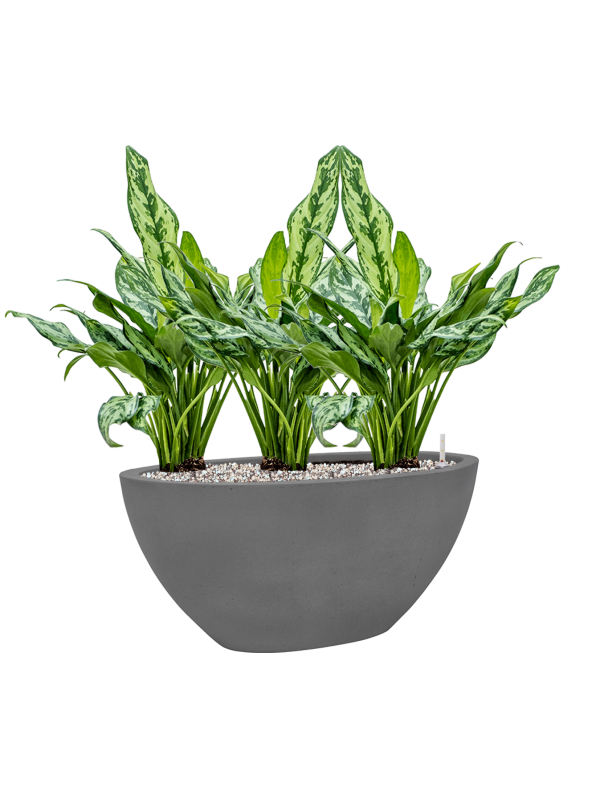 Ansamblu L53xW53xH53cm cu planta naturala Aglaonema 'Miss Julliette' in ghiveci Natural all inclusive set cu granule decorative