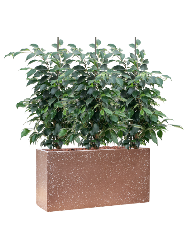 Ansamblu L60xW60xH78cm cu planta naturala Ficus benjamina 'Danielle' in ghiveci Baq Terrazzo all inclusive set cu granule decorative