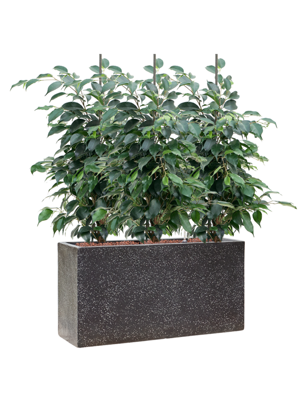 Ansamblu L60xW60xH79cm cu planta naturala Ficus benjamina 'Danielle' in ghiveci Baq Terrazzo all inclusive set cu granule decorative