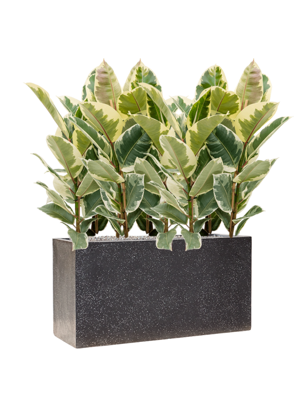 Ansamblu L80xW80xH101cm cu planta naturala Ficus elastica 'Tineke' in ghiveci Baq Terrazzo all inclusive set cu granule decorative