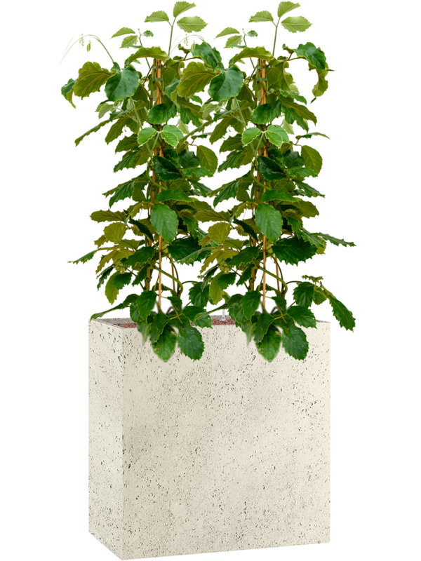 Ansamblu L80xW80xH153cm cu planta naturala Tetrastigma voinierianum in ghiveci Grigio all inclusive set cu granule decorative