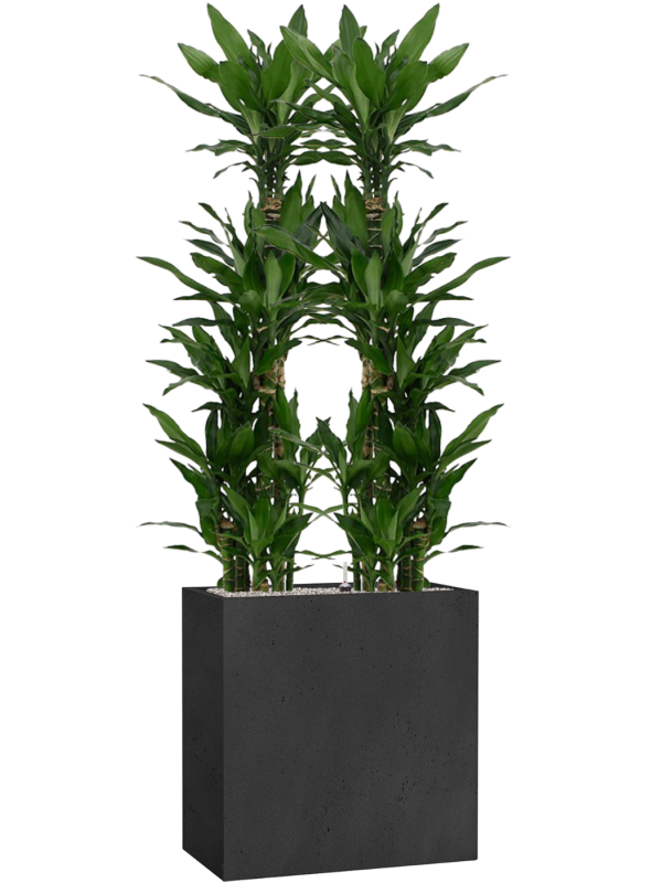 Ansamblu L80xW80xH194cm cu planta naturala Dracaena fragrans 'Burundii' in ghiveci Grigio all inclusive set cu granule decorative