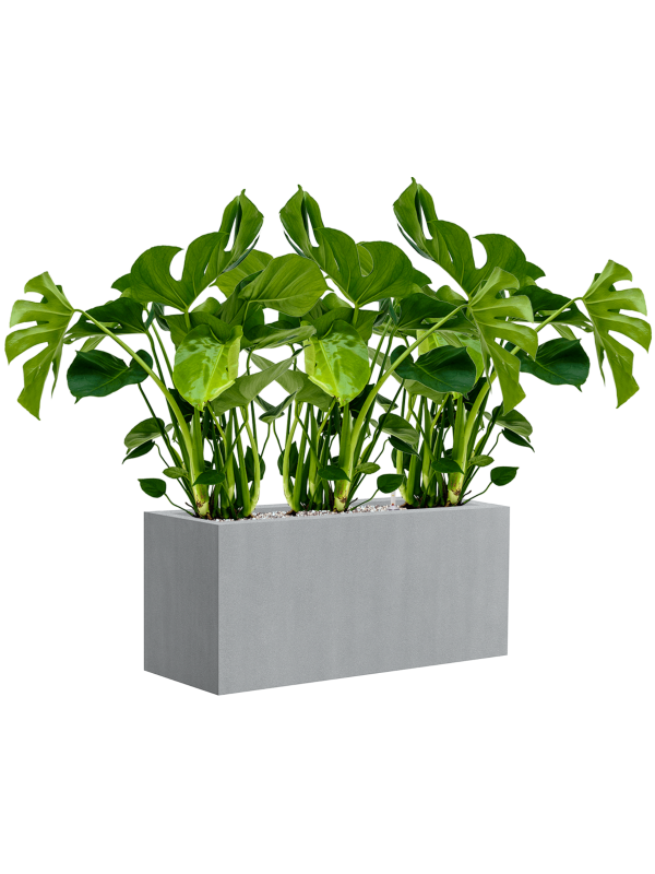 Ansamblu L80xW80xH77cm cu planta naturala Monstera deliciosa in ghiveci Argento all inclusive set cu granule decorative