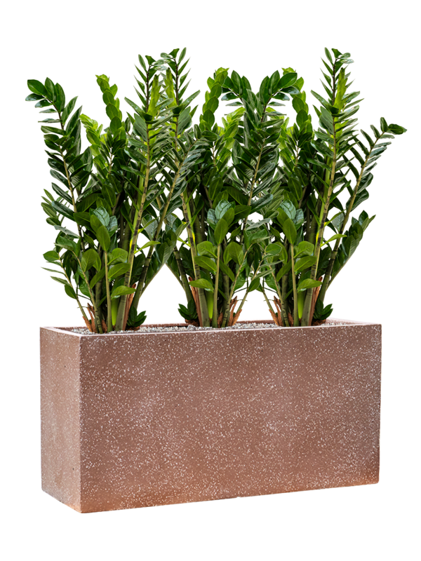 Ansamblu L80xW80xH94cm cu planta naturala Zamioculcas zamiifolia in ghiveci Baq Terrazzo all inclusive set cu granule decorative