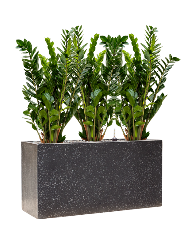 Ansamblu L80xW80xH95cm cu planta naturala Zamioculcas zamiifolia in ghiveci Baq Terrazzo all inclusive set cu granule decorative