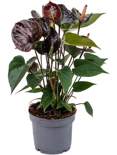Anthurium andraeanum Black D30xH35 cm