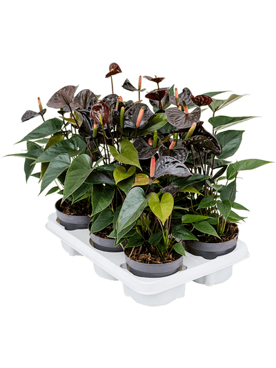 Anthurium andraeanum Black D30xH35 cm