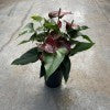 Anthurium andreanum red H60 cm