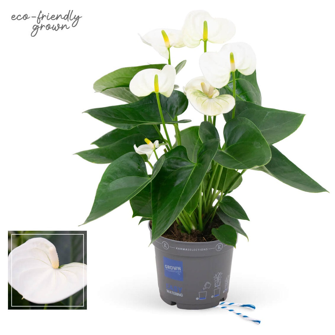 Anthurium Anthedesia white D50xH65 cm