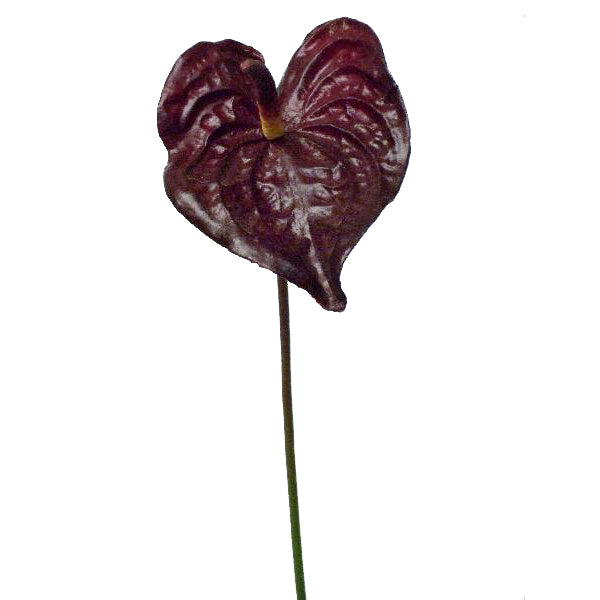 Anthurium artificial D12x15xH65 cm HO burgundy