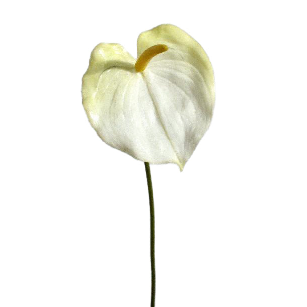 Anthurium artificial D11x12xH60 cm HO alb