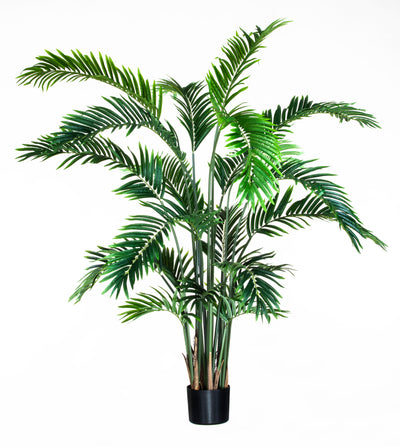 Areca 170 cm test jpg modificat local
