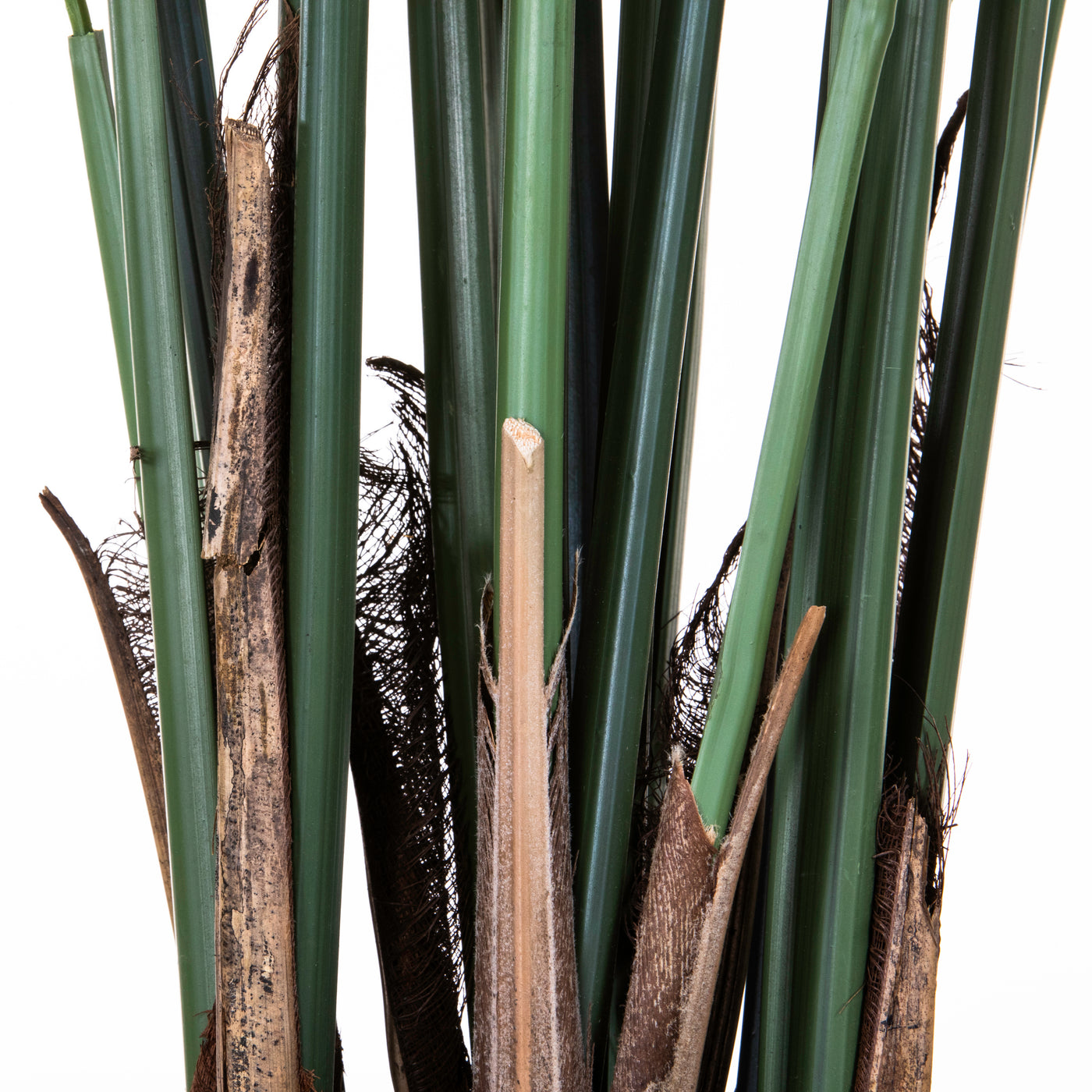 Areca 170 cm test jpg modificat local
