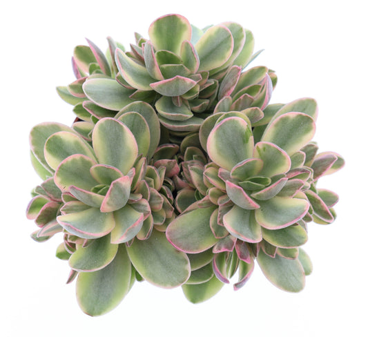 Planta naturala Crassula H12 cm PS8.5 cm in pamant