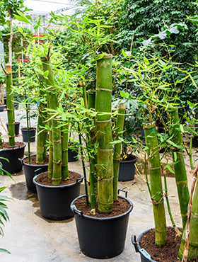 Bambus 225 cm