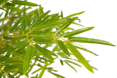 Bambus japonez artificial H180cm cu 3888 frunze