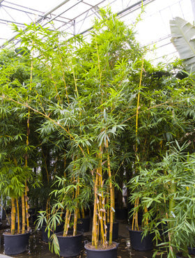 Bambus Vulgaris 600 cm