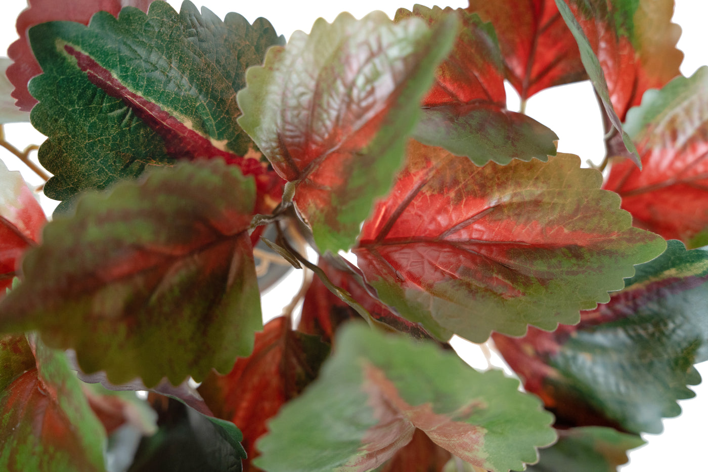 Begonia Rex artificiala verde cu rosu D35xH40 cm cu protectie UV