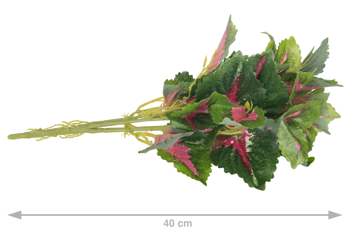 Begonia Rex D35xH40 cm verde-fuchsia cu UV