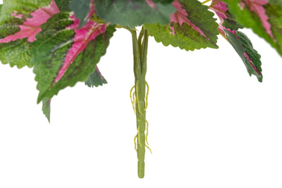 Begonia Rex D35xH40 cm verde-fuchsia cu UV