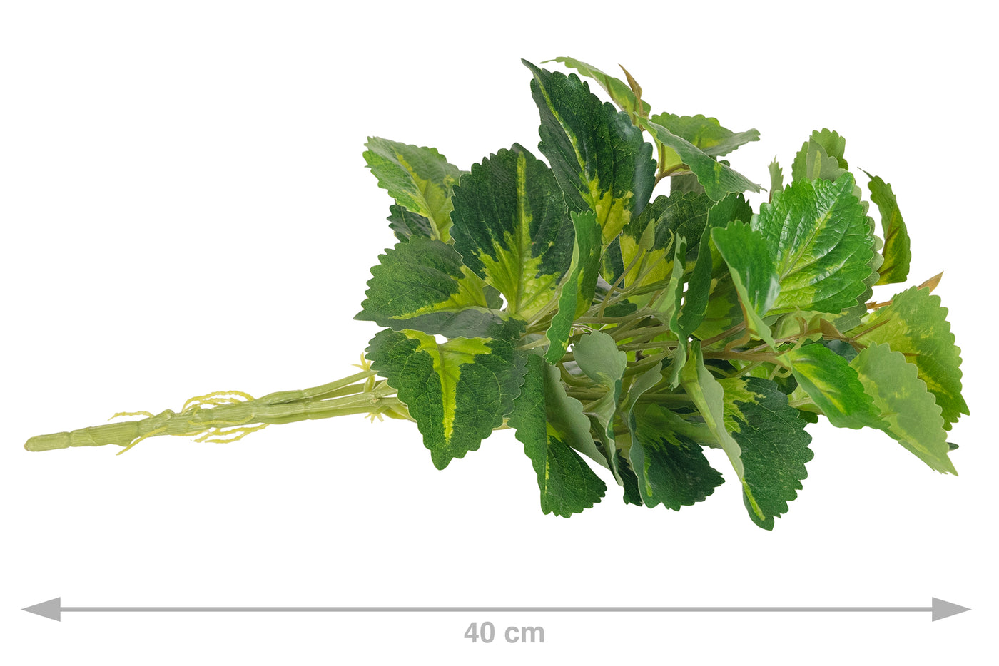Begonia Rex D35xH40 cm verde-galben cu UV