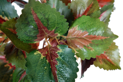 Begonia Rex artificiala verde cu rosu D35xH40 cm cu protectie UV